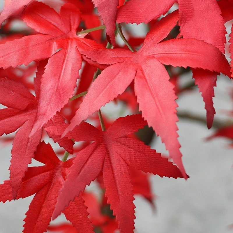 Red maple tree floor-to-ceilin - Gardening Hand Tools Japanese review and price