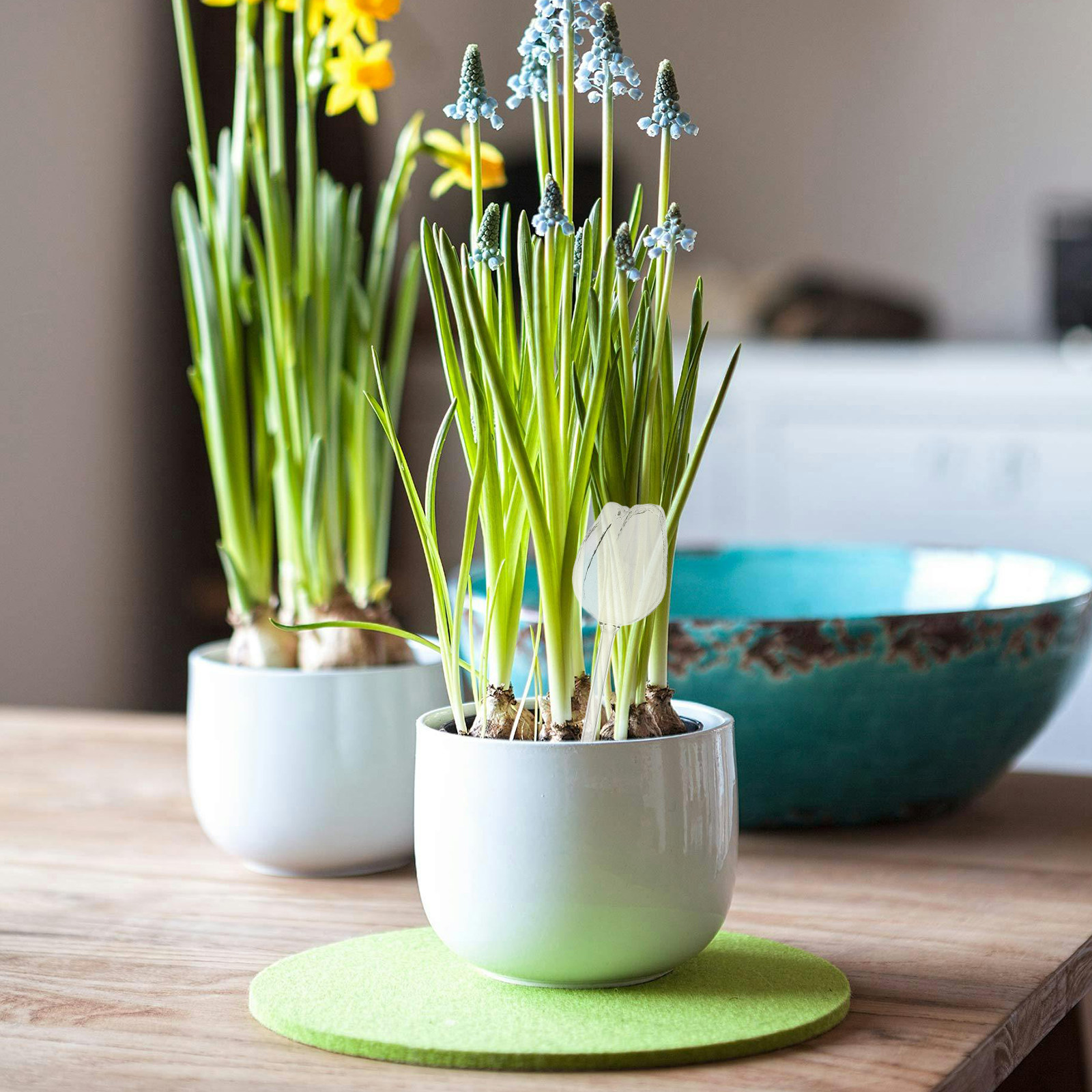 2Pcs Premium High Borosilicate - Self-Watering Planter review and price